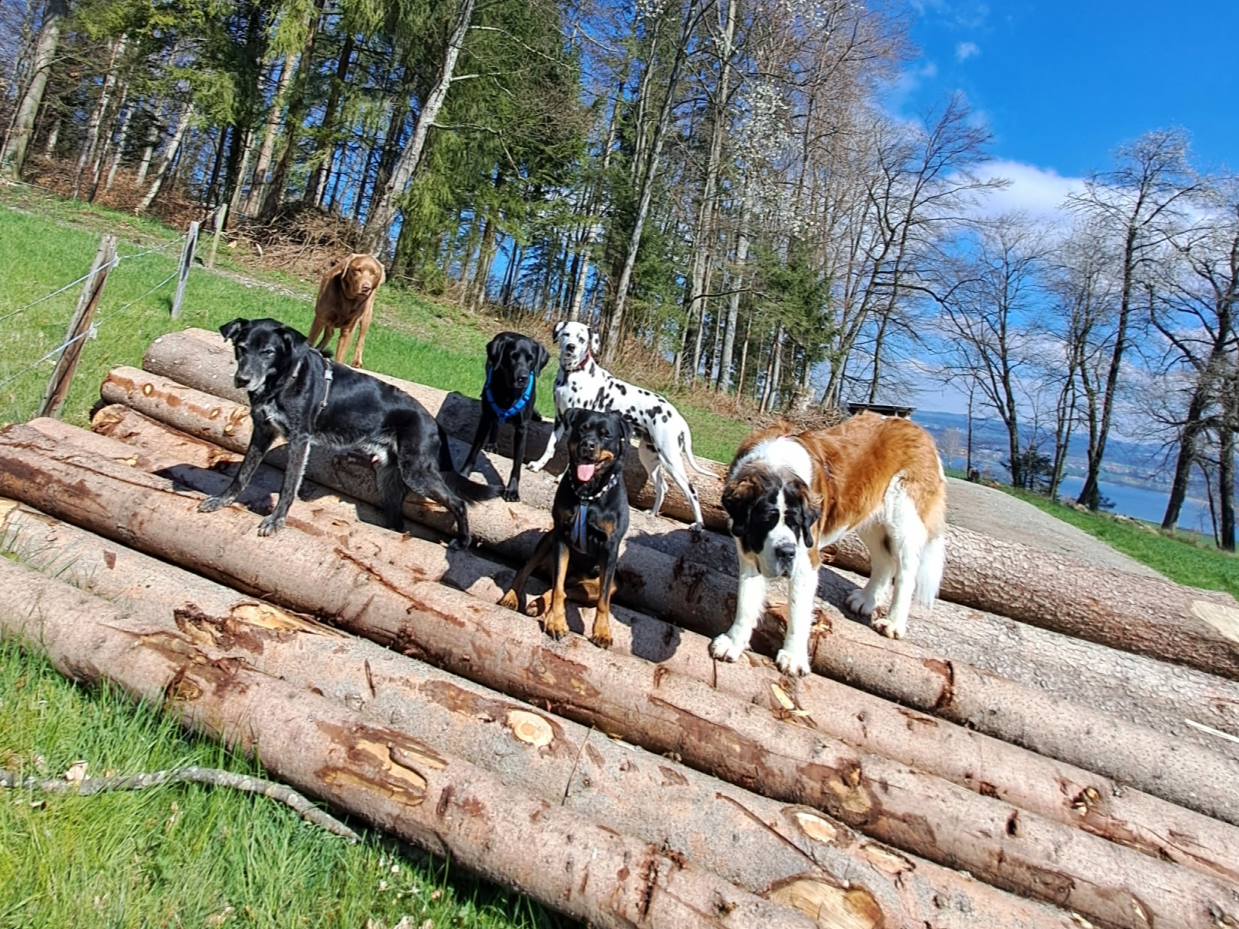Hundebetreuung | Dogsitting Zürich