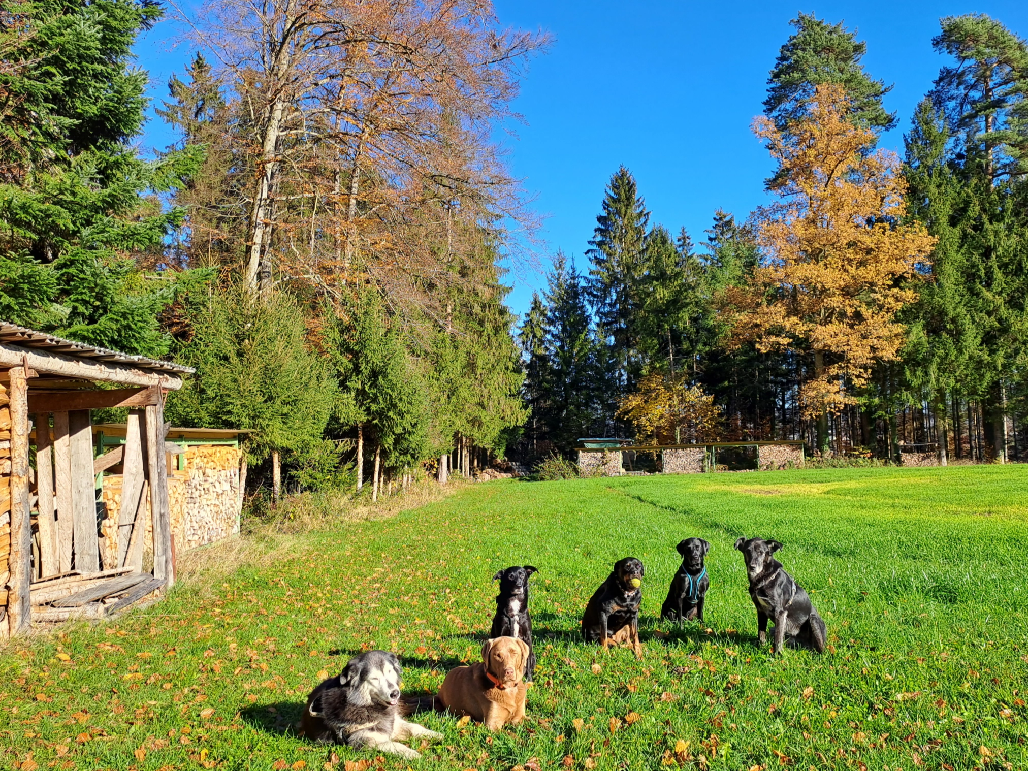 Hundebetreuung | Dogsitting Zürich
