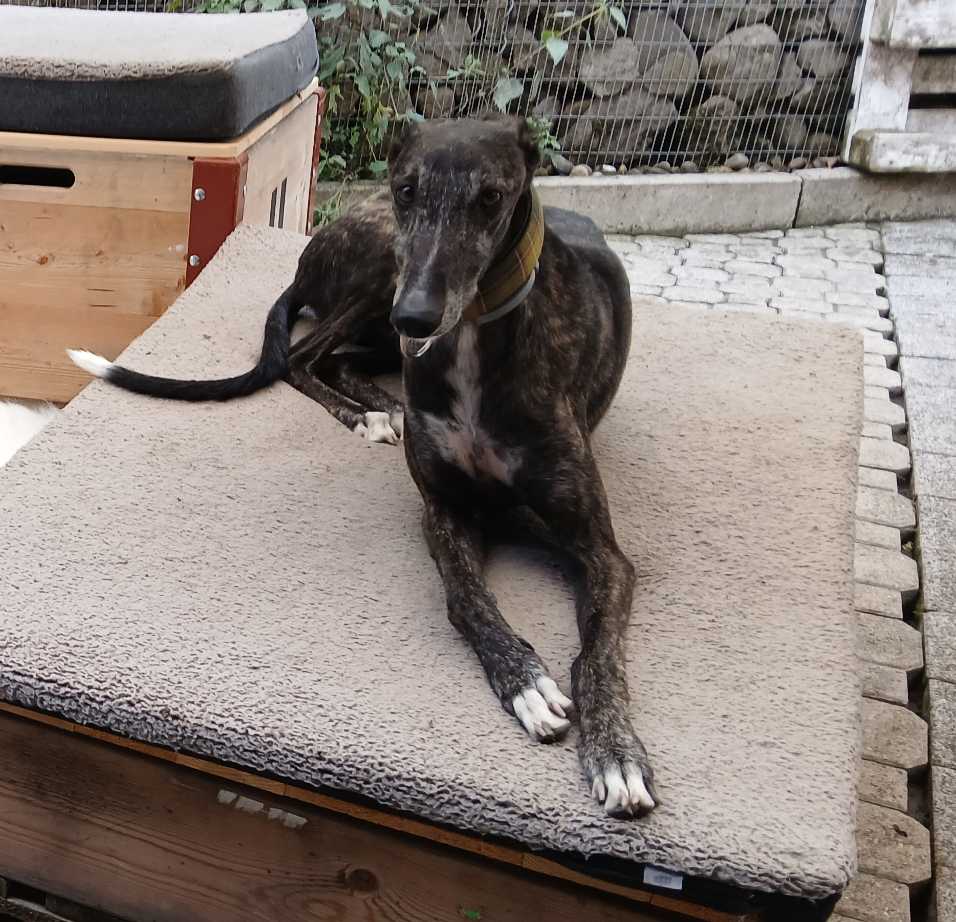 Galgo Bube Onyx