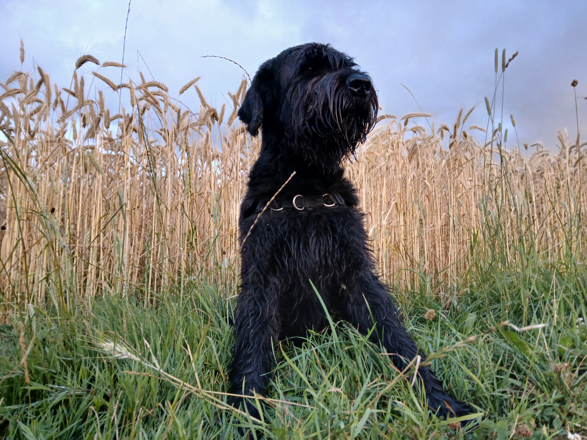 Riesenschnauzer George